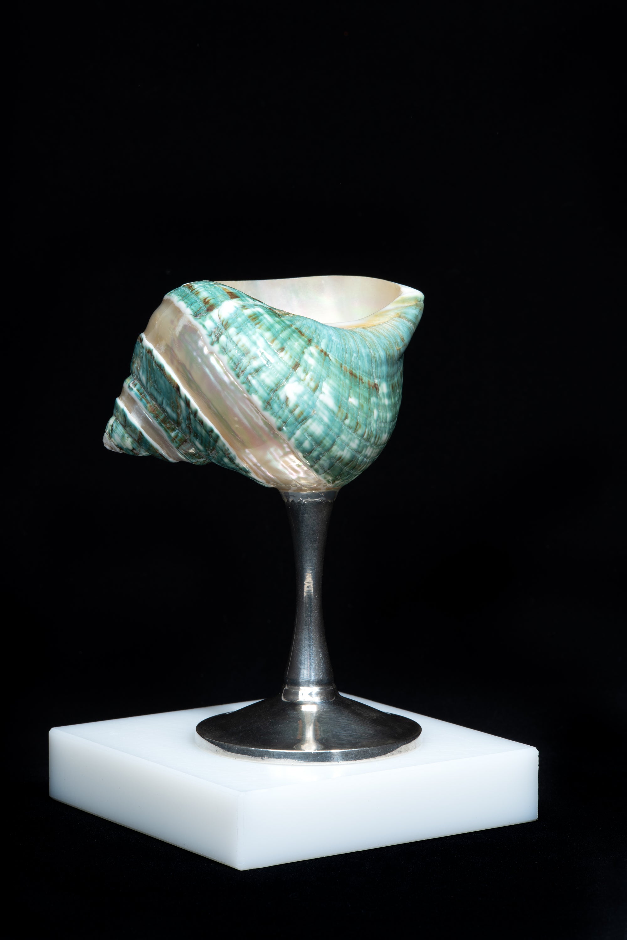 
    
        Curly Shell Glass
    
  