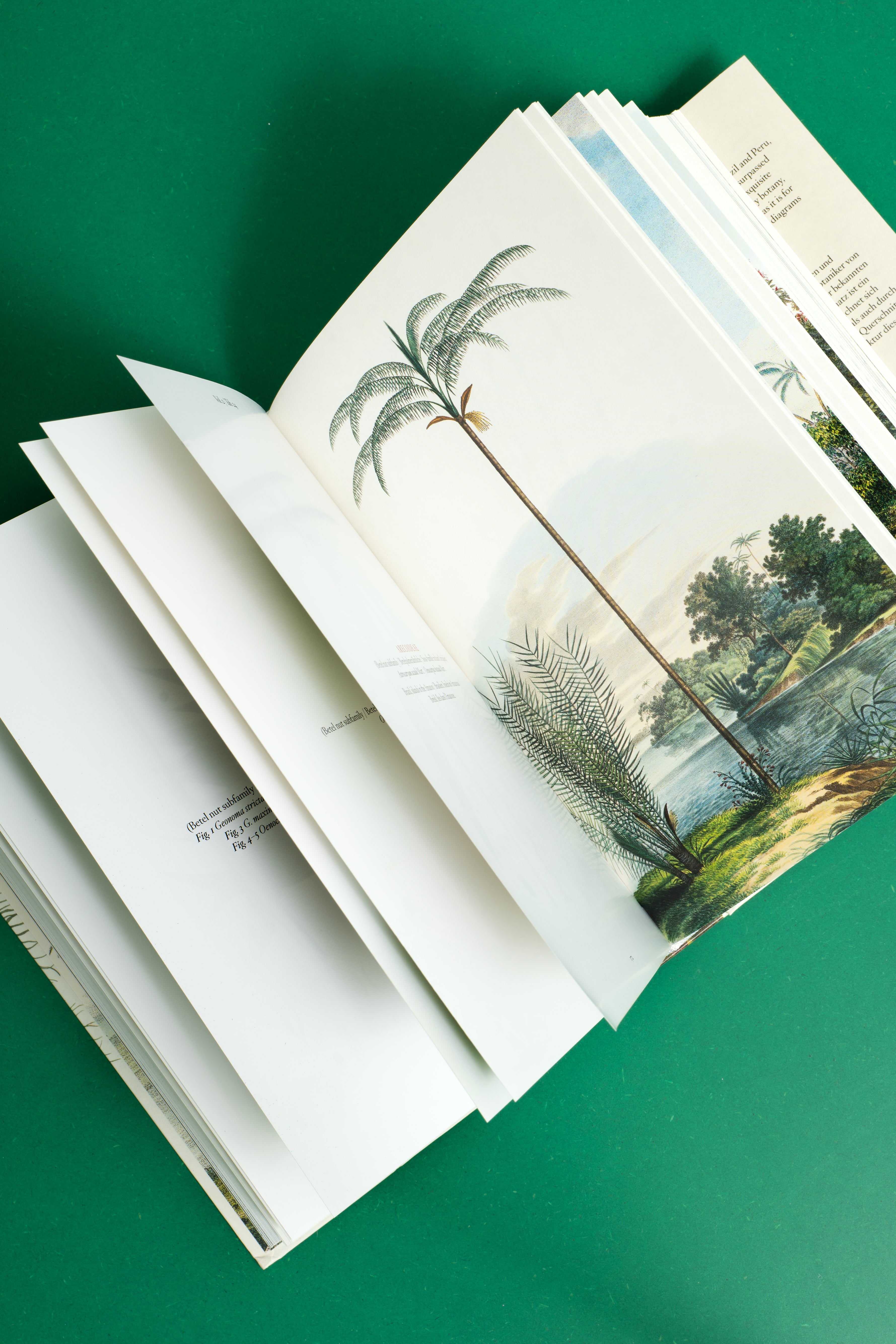 The Book of Palms. 40th Ed.