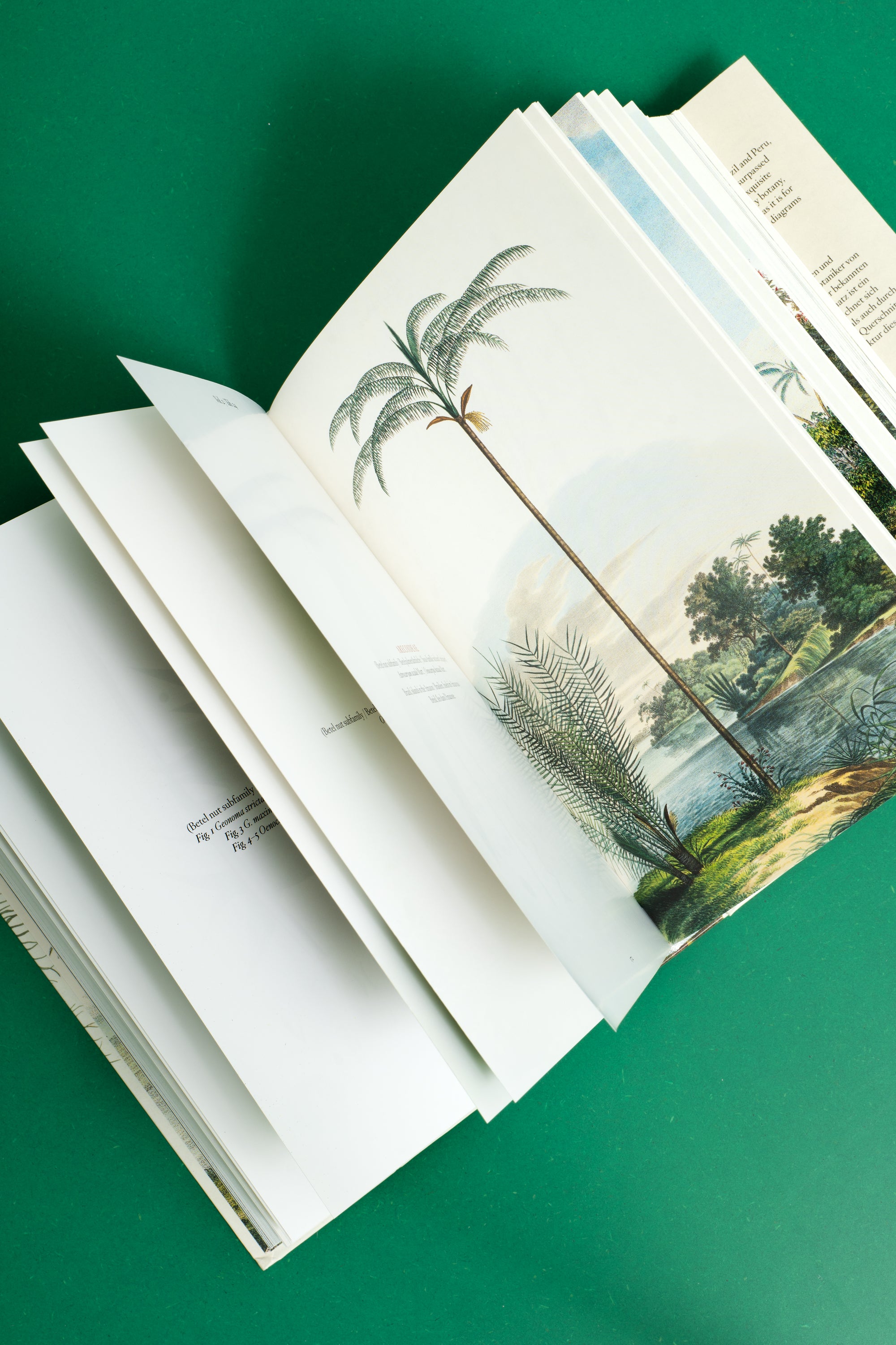 
    
        The Book of Palms. 40th Ed.
    
  